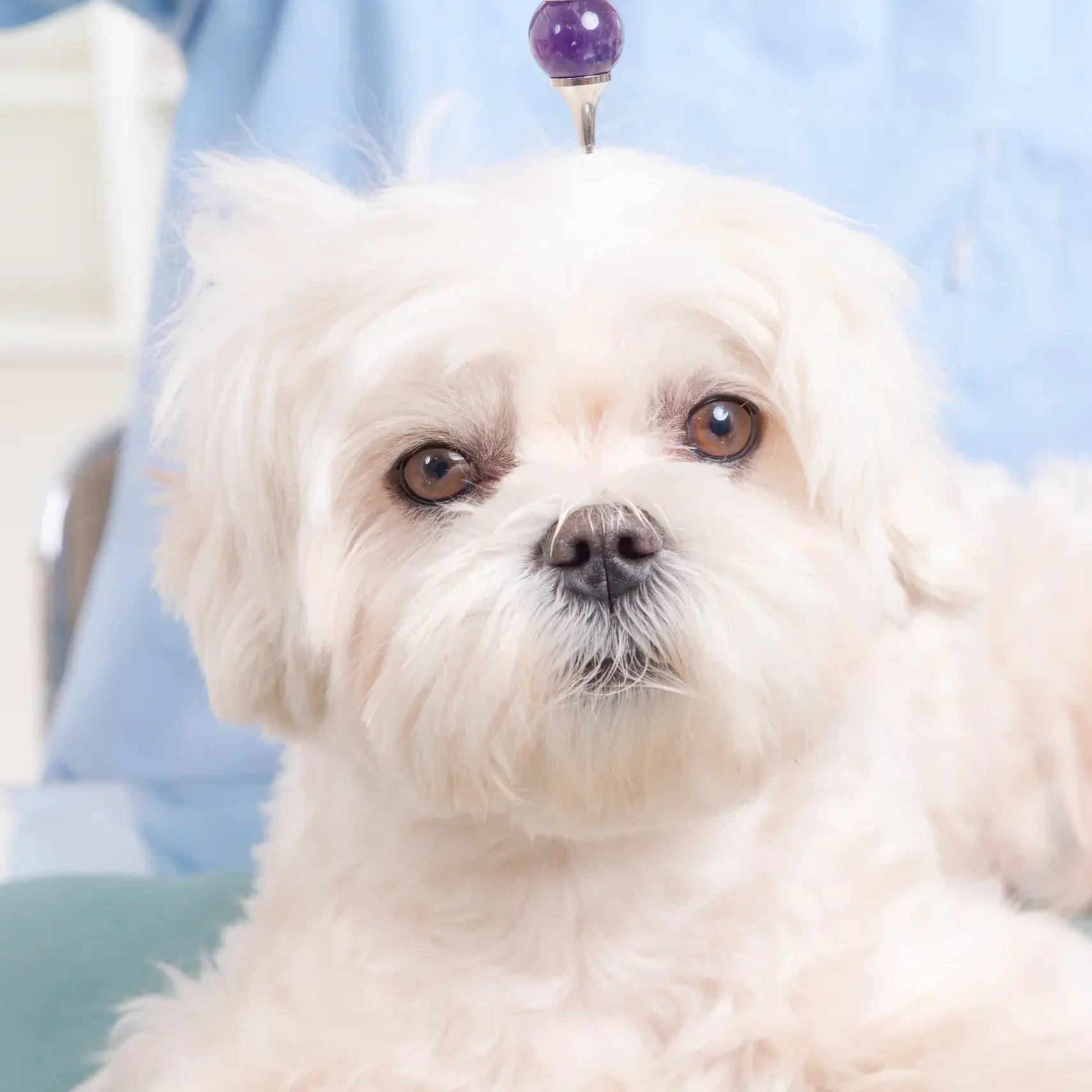 Small white dog under hanging purple pendulum